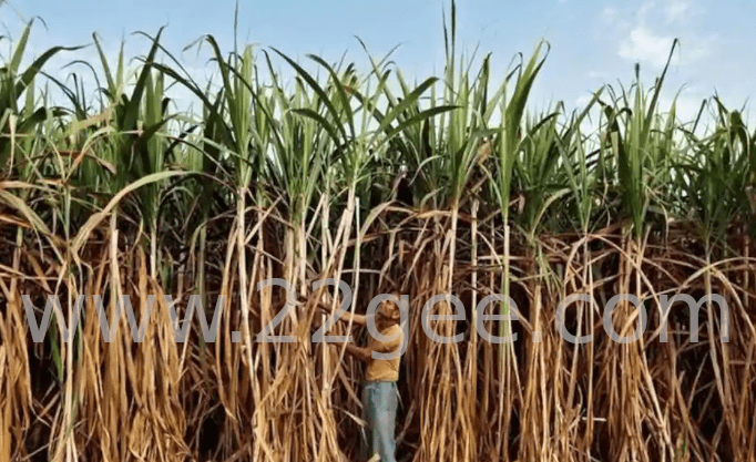 Sugarcane Price Hikes in Punjab